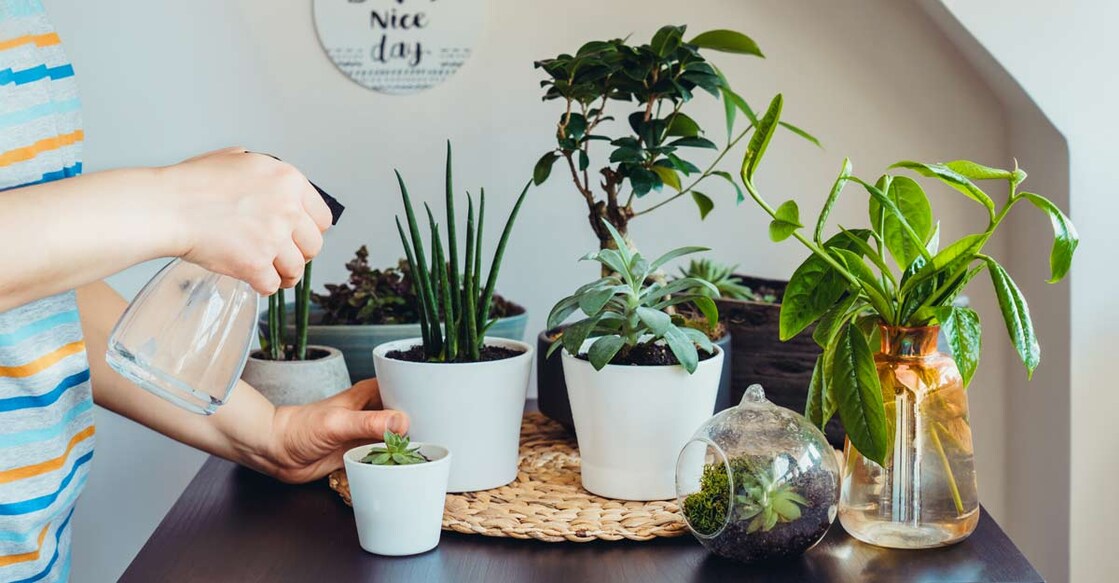 indoor garden