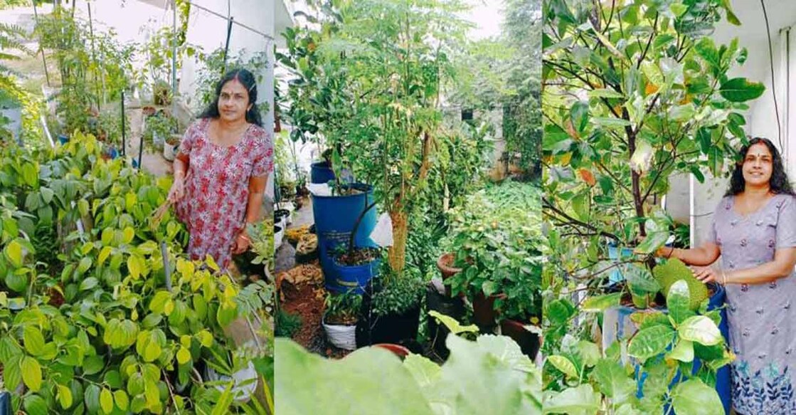 Thrikkakar native's farm