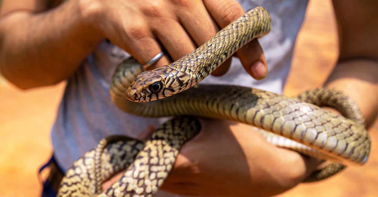 snakes rescued in Delhi( Credit: Wildlife SOS ) During rainy season take these precautionary steps to curb snake menace. Photo: IANS