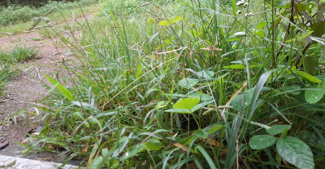 Thicket Thicket