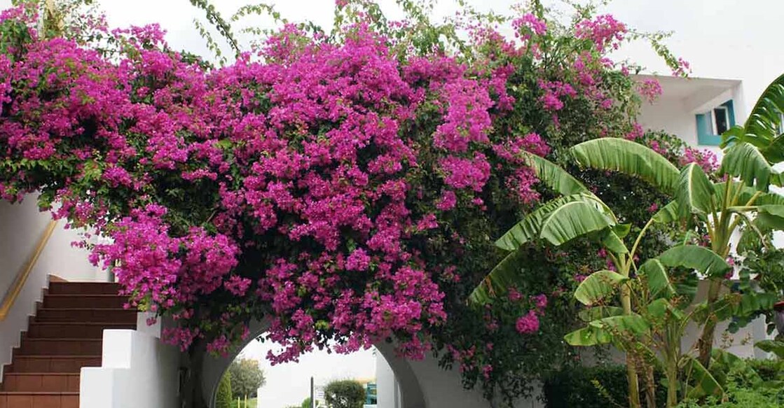 There is a significant difference between the local varieties of bougainvillea and the new ones. Photo: Tohuwabohu 1976/Shutterstock.com