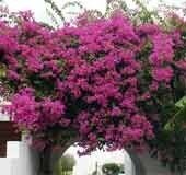 Not just in movies, Bougainvillea is a hit with home gardens in Kerala too