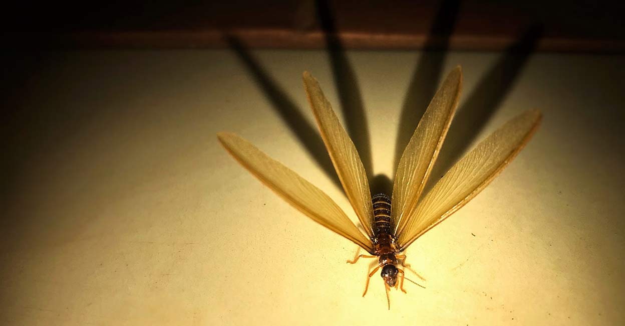Flying termites are winged termites that look for places to build colonies. Sengly Hong/istock.com