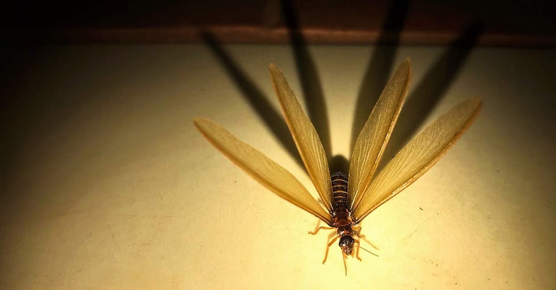 termite-fly-c Flying termites are winged termites that look for places to build colonies. Sengly Hong/istock.com