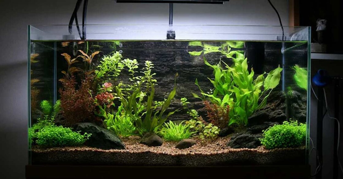 It is important to choose the right aquarium according to the number of fish. AI-generated image