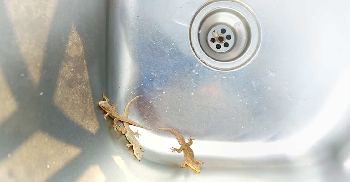 Lizards often invade kitchens and contaminate food supplies.  Photo: SAYASOUK/ Shutterstock.com