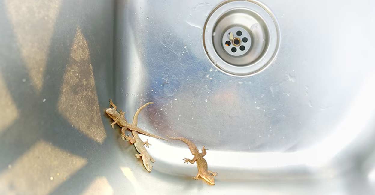 Lizards often invade kitchens and contaminate food supplies.  Photo: SAYASOUK/ Shutterstock.com