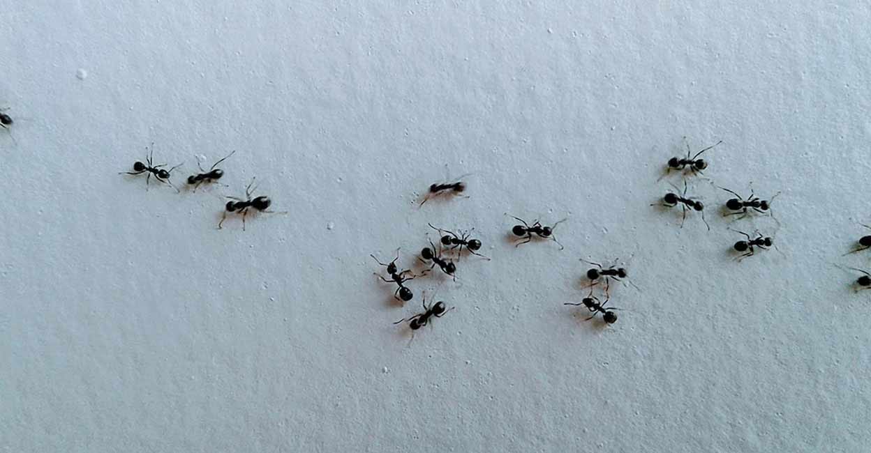 Sprinkling lemon juice or placing lemon rinds can help keep ants at bay. Photo: M Nurkhalis/istock.com