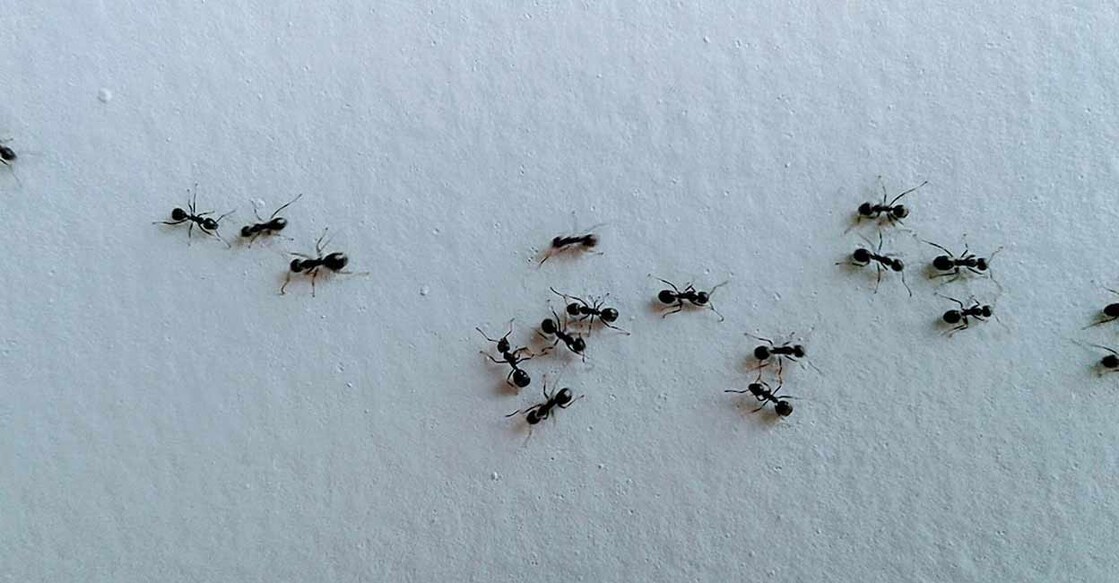 ants-c Sprinkling lemon juice or placing lemon rinds can help keep ants at bay. Photo: M Nurkhalis/istock.com
