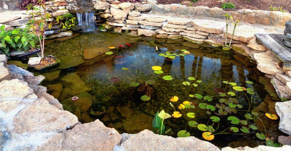 Ensure the pond is not more than two metres deep. Photo: alexeys