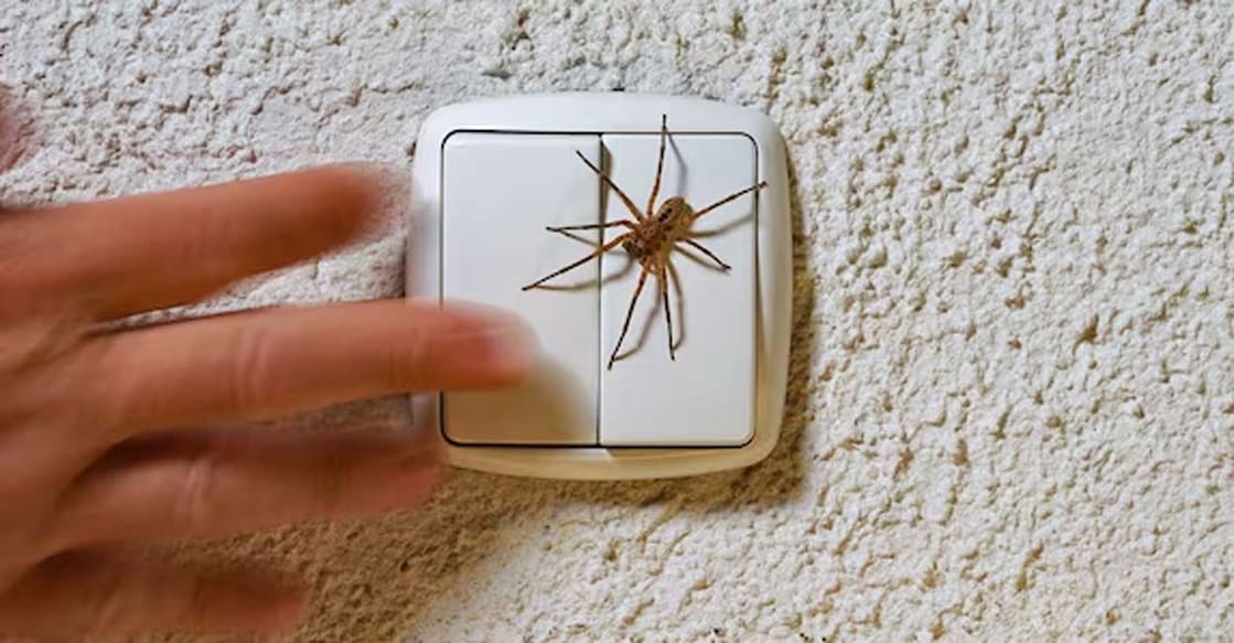 Spiders invade unoccupied spaces, spin webs, and quickly lay eggs and multiply. Photo: Holger Kirk/ Shutterstock.com