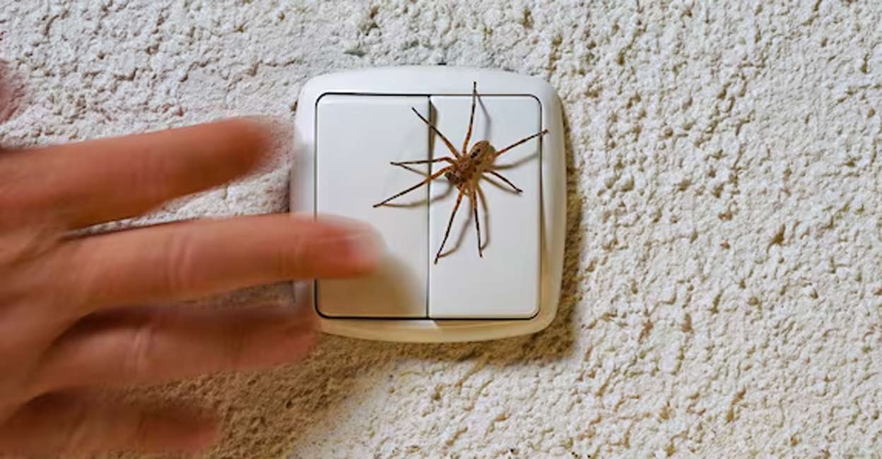 Spiders invade unoccupied spaces, spin webs, and quickly lay eggs and multiply. Photo: Holger Kirk/ Shutterstock.com