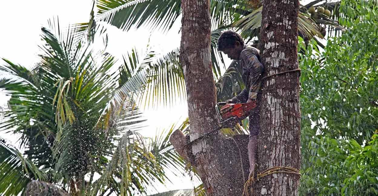 Troublesome trees in the neighbourhood always pose a challenging situation. Representative Image: Photo credit: Matjoe/Shutterstock.com