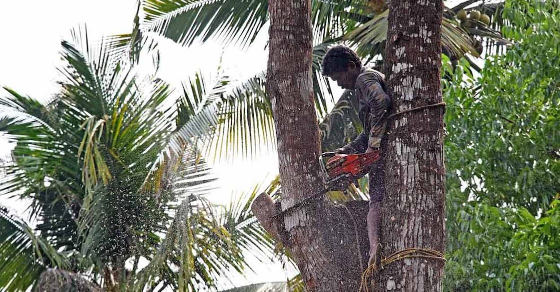 tree-near-compound-c Troublesome trees in the neighbourhood always pose a challenging situation. Representative Image: Photo credit: Matjoe/Shutterstock.com