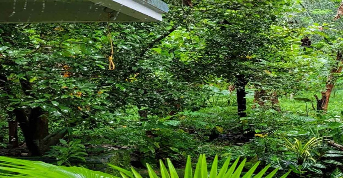Petrichor – an integral signature scent of Kerala’s destination branding. Photo: Ann Rochyne Thomas