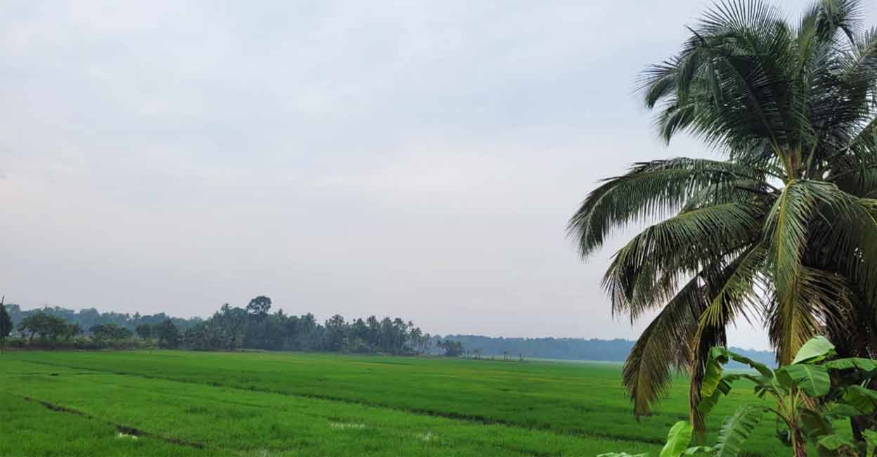 A paddy field in Kottayam, Kerala.  Photo: Ann Rochyne Thomas