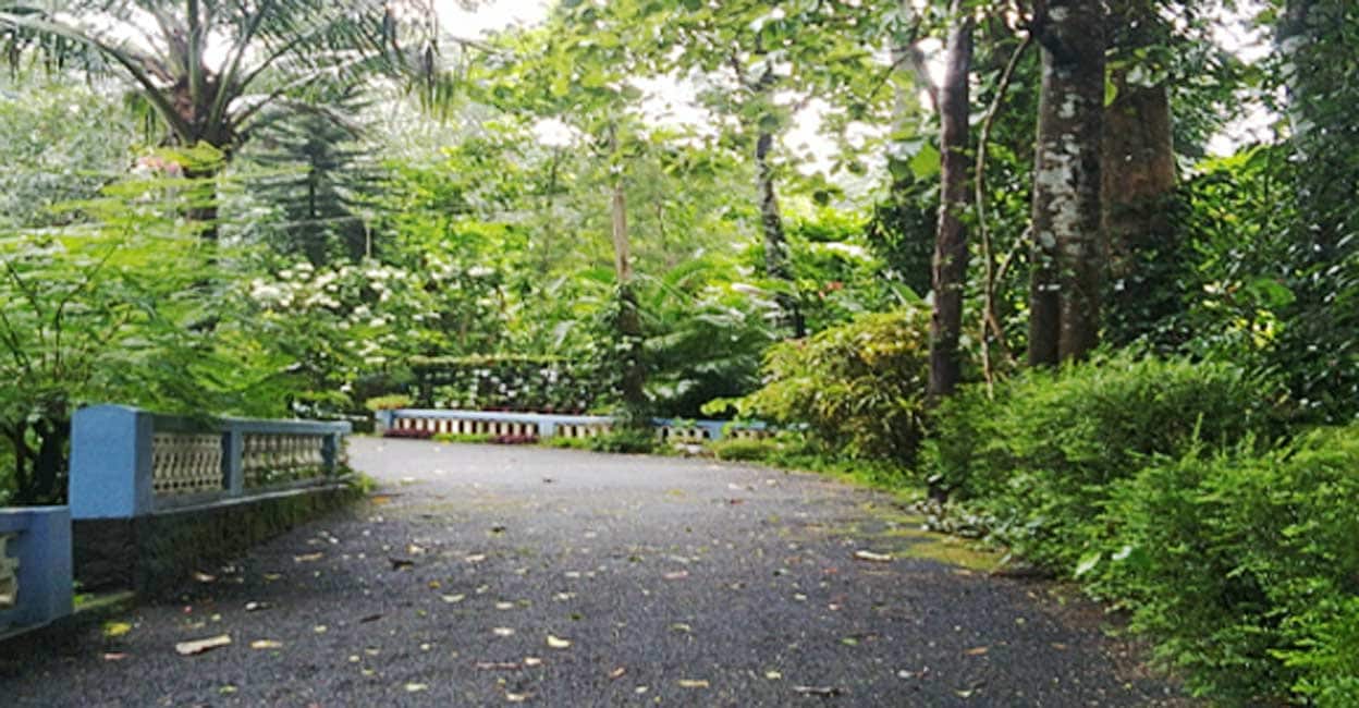 A dense and vast 'Parambu' (homestead silvo-pasture system) flanks a tarred driveway in Kottayam, Kerala. Photo: Ann Rochyne Thomas