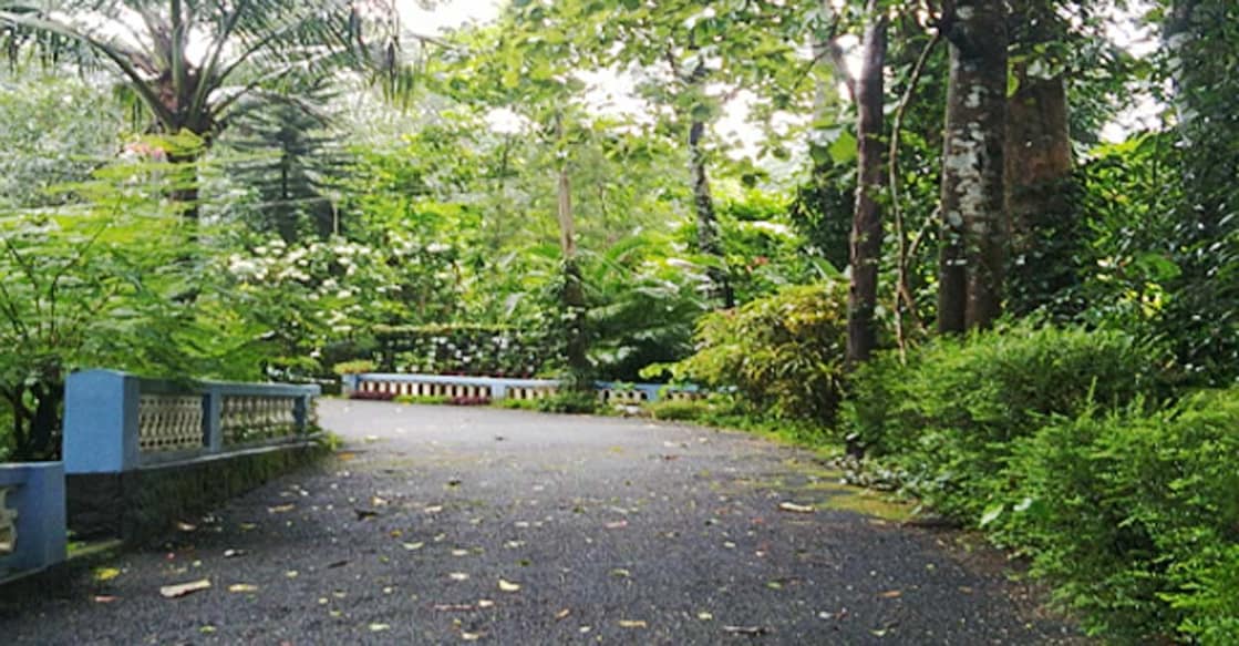 driveway A dense and vast 'Parambu' (homestead silvo-pasture system) flanks a tarred driveway in Kottayam, Kerala. Photo: Ann Rochyne Thomas