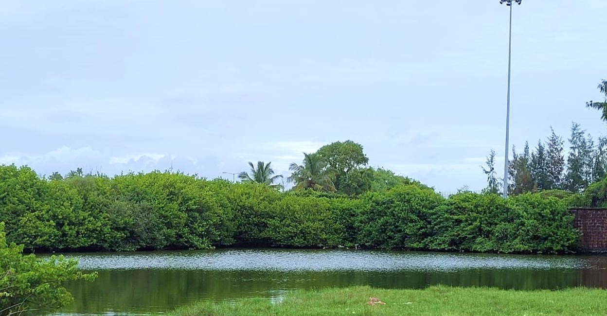 Coastal wetland