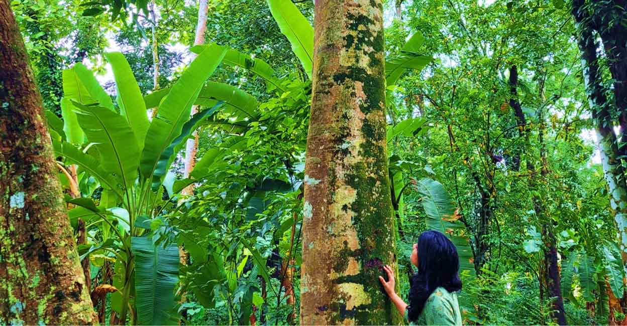 A 'parambu' in Kottayam, Kerala. Photo: Ann Rochyne Thomas