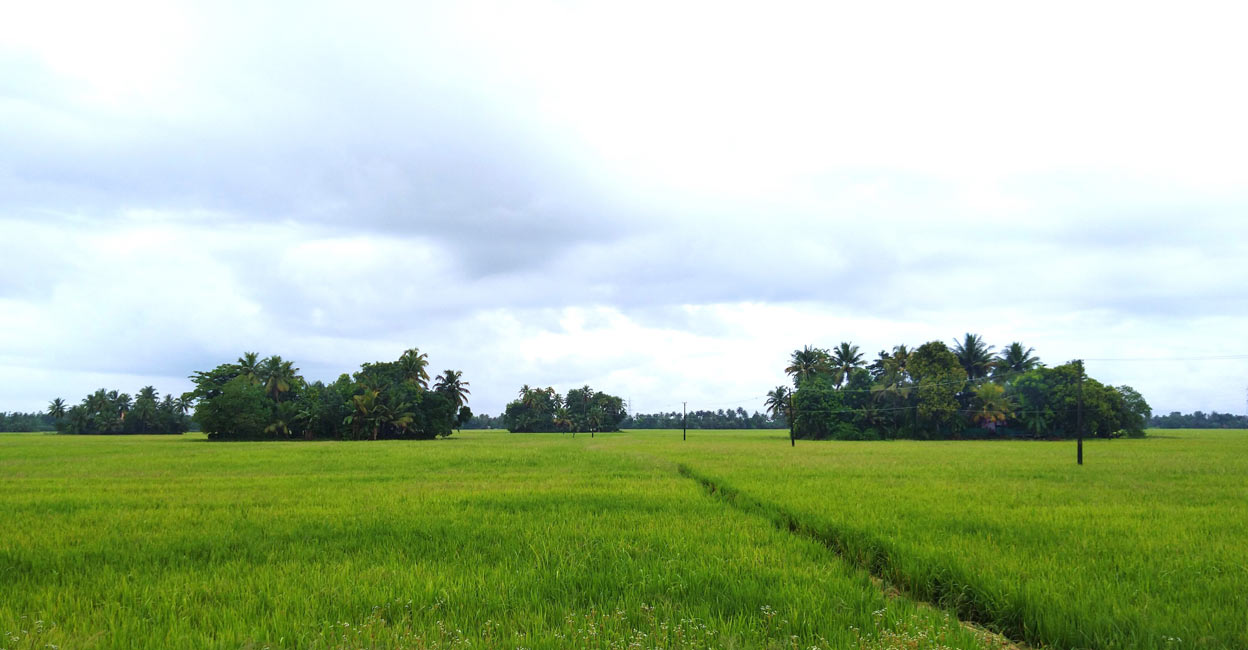 Houses on mounds enveloped by Parambu (homestead silvopasture) rise above a sea of paddy in Kuttanad, the rice bowl of central Kerala.  Photo: Eva Susan George