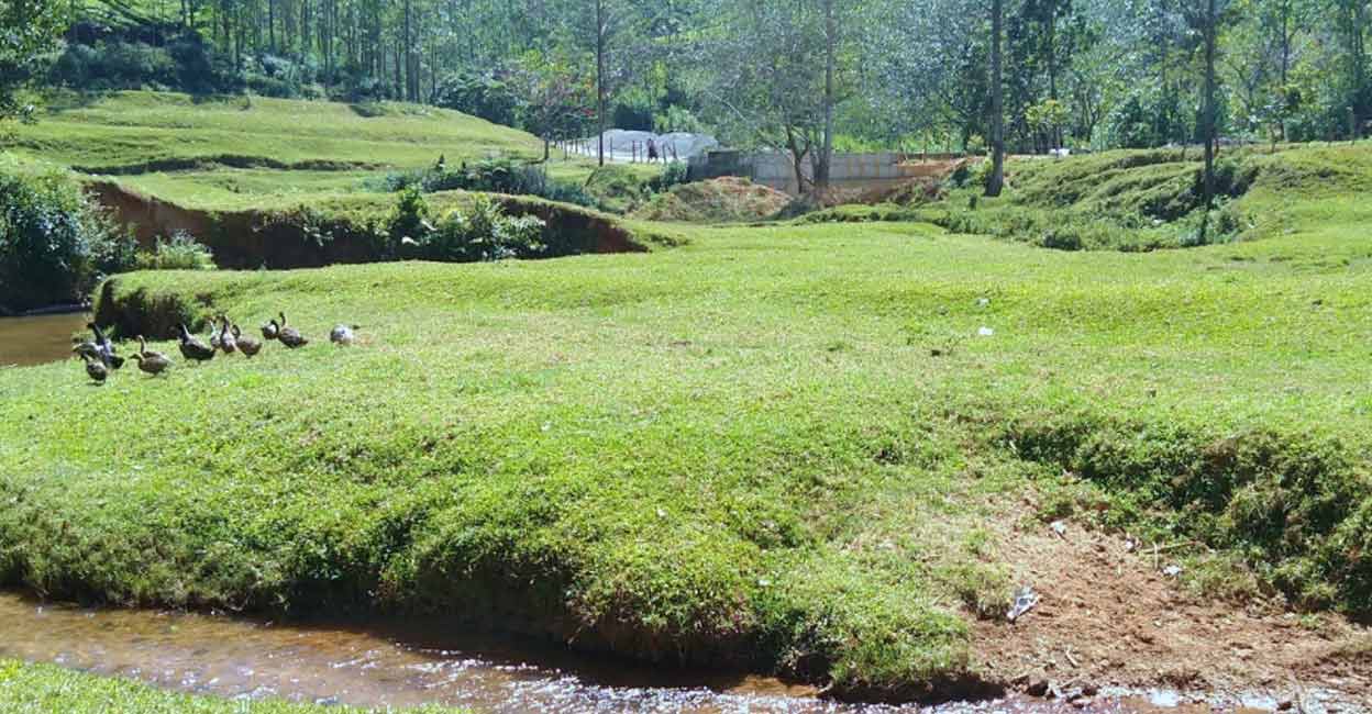 rivulet in the meadow