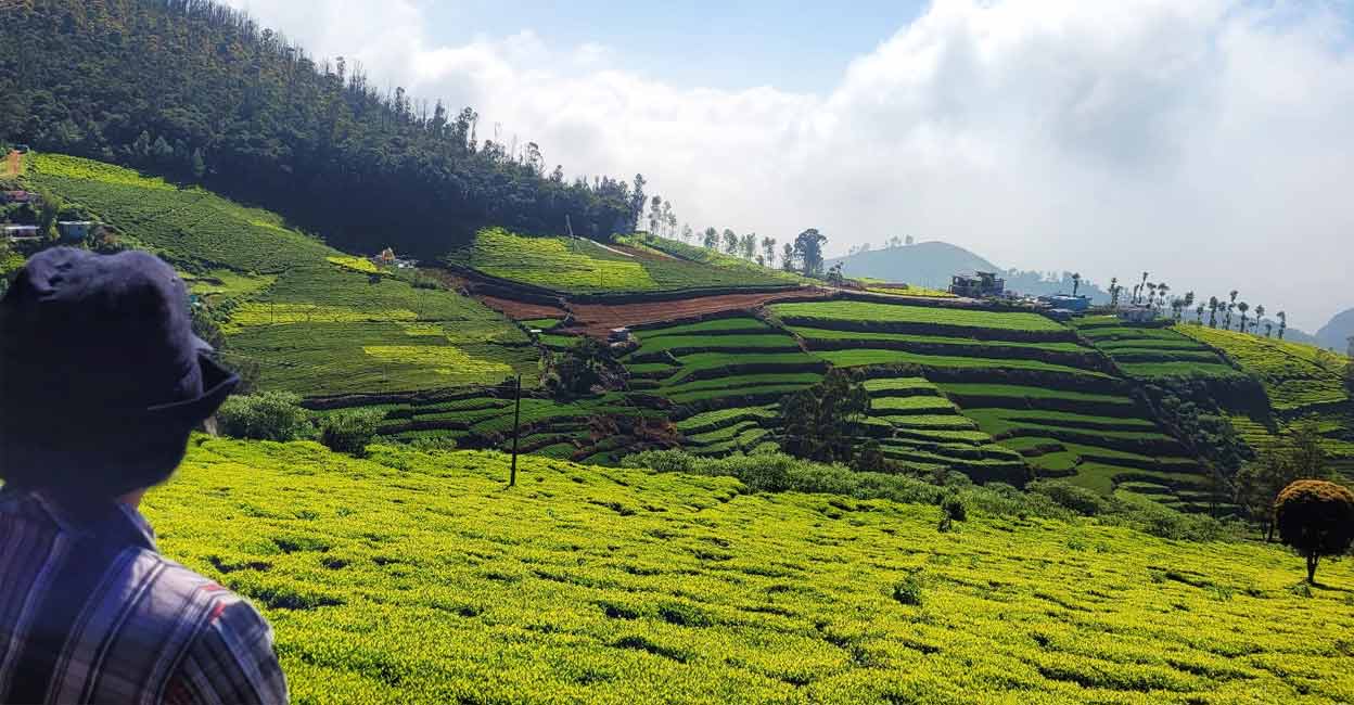 At a village in Kotagiri, Tamil Nadu, a broad roadside verge with shade trees and wildflowers provides a secure and comfortable spot for soaking in a panoramic view of a tea plantation. Photo: Ann Rochyne Thomas