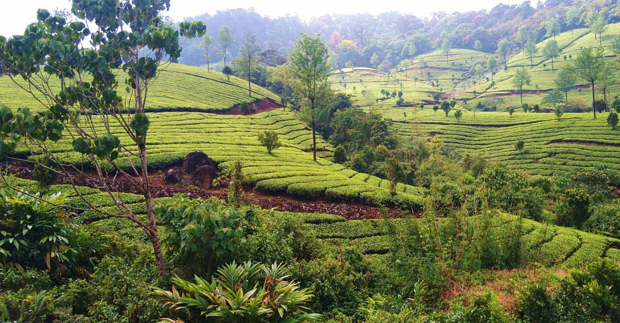 rochyne-02-c At Devikulam, Kerala, plantations like this one sustain entire villages by strengthening the region's economy through tea culture tourism. Photo: Ann Rochyne Thomas