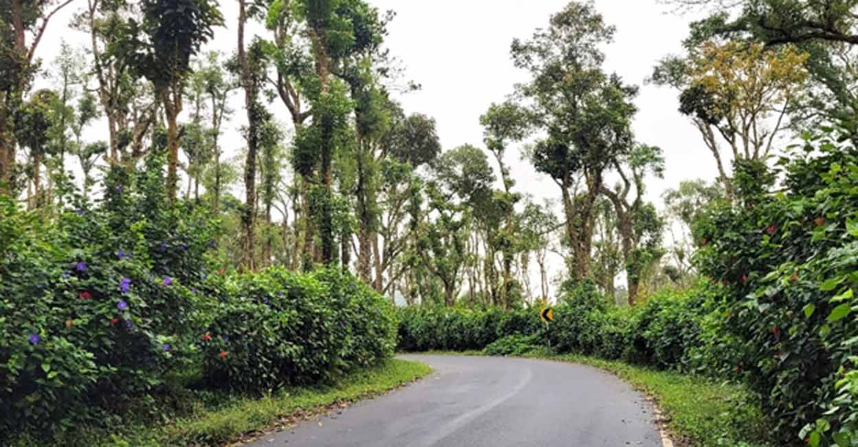 rochyne-03-c A narrow, mixed-use road in a neighborhood in Nedumkandam, Kerala, a place known for its numerous cardamom plantations and popular with agricultural tourists.