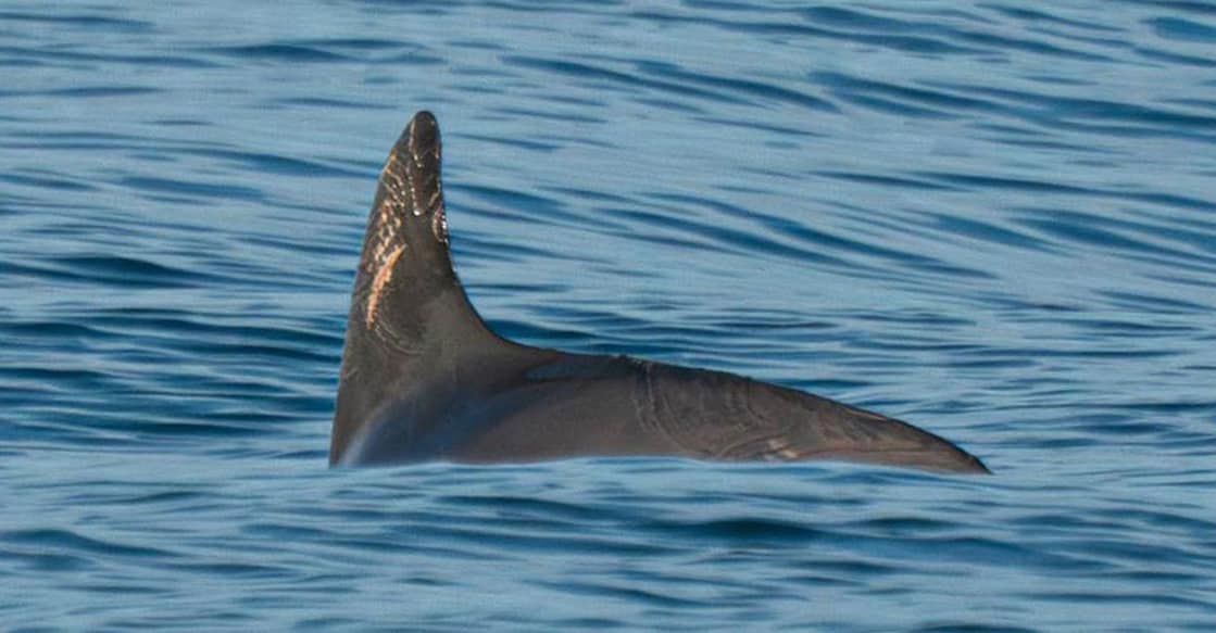 Whales, dolphins and porpoises are a group of marine mammals collectively known as cetaceans. Photo: AFP