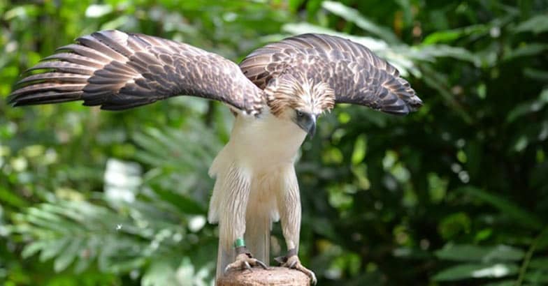 A ray of hope for the endangered Philippine Eagle | Philippine Eagle ...