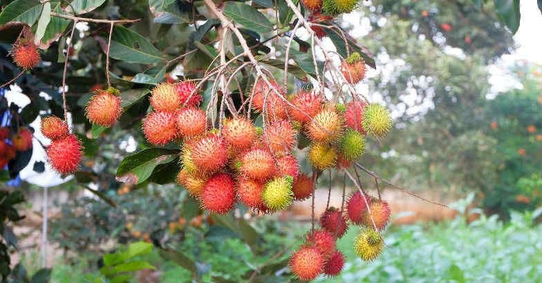 Rambutan Fruit Trees / Ripe Rambutan Fruit Tree Plantation Selective Focus Stock Photo Picture And Royalty Free Image Image 61370258 - The rambutan (nephelium lappaceum l.), a tropical fruit tree that belongs to sapindaceae family includes about 125 genera and more than 1000 species of shrubs and trees which are widely.