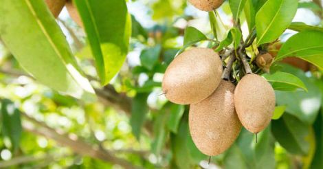 10 Fruit bearing trees for your home garden