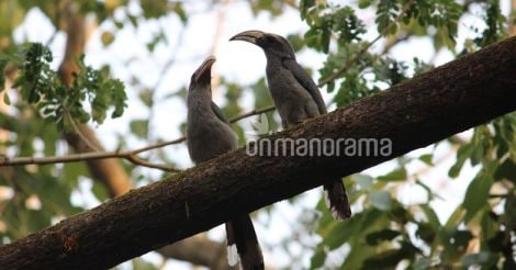 Mapping the winged residents: Nation's ever first bird atlas project launched in Kerala