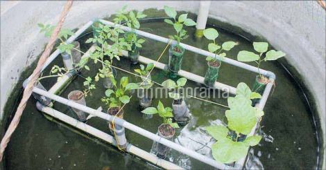  Plants and vegetables grow in his fish and water tanks