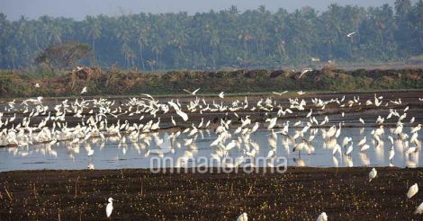 Winter has come: winged visitors pile up at Thrissur kole lands
