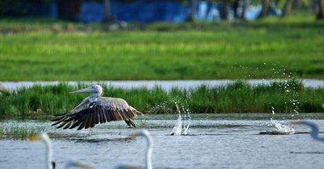 8 migratory birds flocking Kerala this winter | Photo story