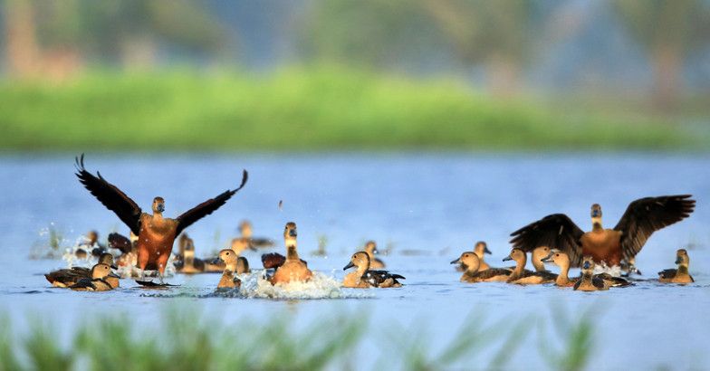 8 types of migratory birds flocking to Kerala this winter | Photo story |  migratory birds | in kerala | bird spottings | bird atlas | jimmy kamballur  | photos | pygmy