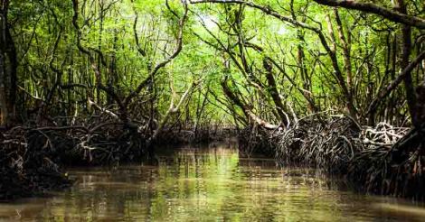 Let's mend our ways and save mangroves