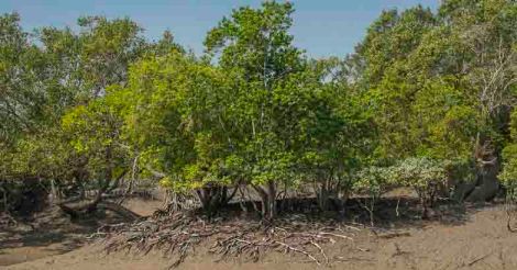 Let's mend our ways and save mangroves