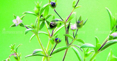 Plant