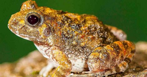 Delhi researcher finds three new frog species in Kerala