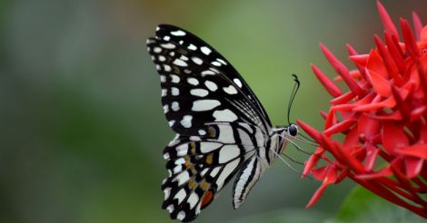 KFRI to team up with schools to create butterfly parks