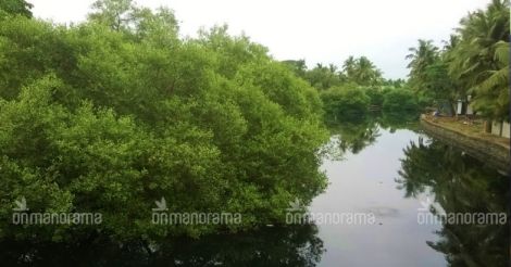 Mangrove in Kallai