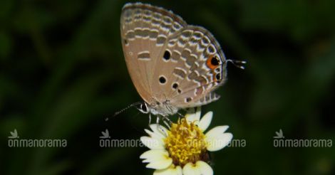 Plain cupid butterfly