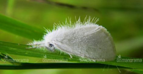 Snow-white moth