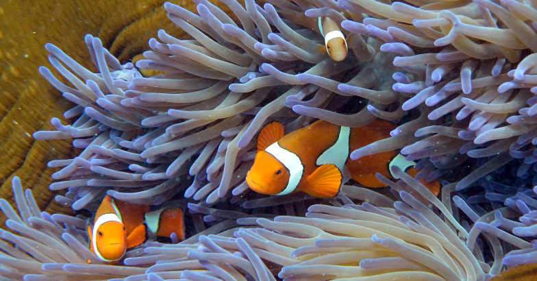 Plastic is killing corals: study | corals | life | life of corals ...