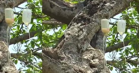 Saving India's big banyan tree: The 700-year-old patient is on saline drip