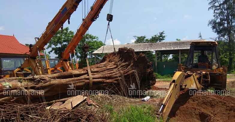 Ponnani's giant peepal tree will now live for time immemorial Ponnani's giant peepal tree will now live for time immemorial