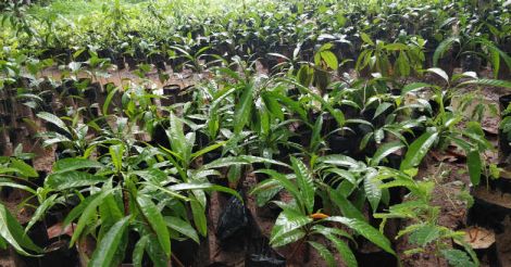 Nattumara Nursery: a growth patch for green ideas, 35k saplings